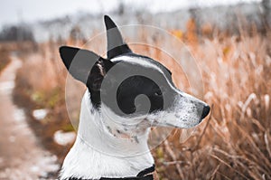 Modest basenji dog on a background of a beautiful field, portrait photo