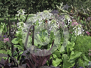 A modest inconspicuous flowers of various types in well- groomed flowerbeds. photo