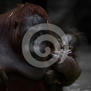 A modest mother monkey orangutan lowered her eyes, in the arms