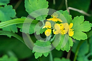 The modest yellow flowers of the medicinal plant are celandine.