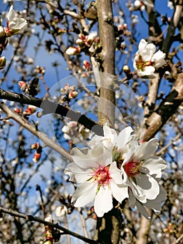 Springtime Orchard Blooms Landscape in Modesto California photo