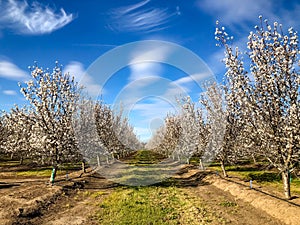 Springtime Orchards Landscape in Modesto a California photo