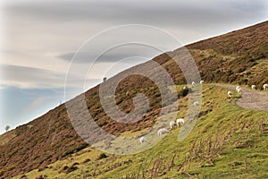 Moel Famau Sheep Roaming