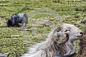 Moel Siabod Snowdonia National Park Nort Wales