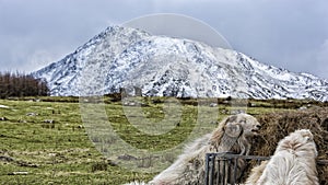 Moel Siabod Snowdonia National Park Nort Wales