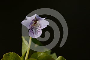 Moerasviooltje, Marsh Violet, Viola palustris