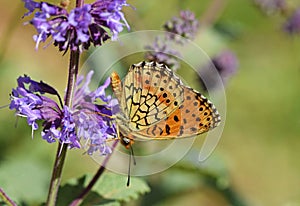 The Mofidi`s fritillary butterfly , Brenthis mofidii , butterflies of Iran