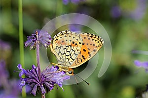 The Mofidi`s fritillary butterfly , Brenthis mofidii , butterflies of Iran