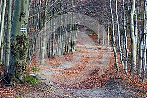 Mogielica Peak - Beskid Wyspowy, Poland