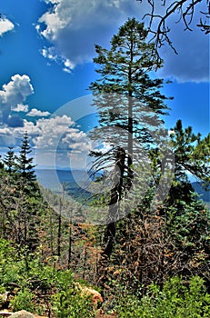 Mogollon Rim, Sitgreaves Forest, Yavapai County, State of Arizona, United States