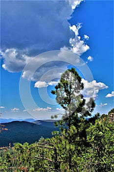 Mogollon Rim, Sitgreaves Forest, Yavapai County, State of Arizona, United States