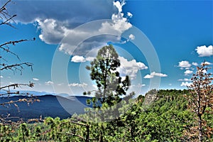 Mogollon Rim, Sitgreaves Forest, Yavapai County, State of Arizona, United States