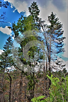 Mogollon Rim, Sitgreaves Forest, Yavapai County, State of Arizona, United States