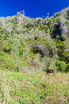 Mogote limestone hill covered by vegetation in Vinales valley, Cub