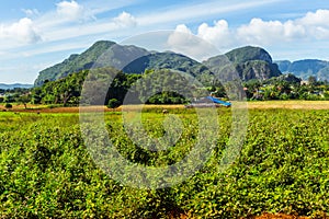 Mogotes in Vinales, countryside of Cuba