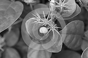 Mogra Flower Monochrome View