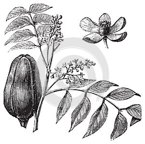 Mohagany or Meliaceae. Melia azedarach illustration