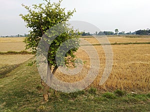 Mohangarh village in India agriculture farm field with empty roads during lockdown covid 19