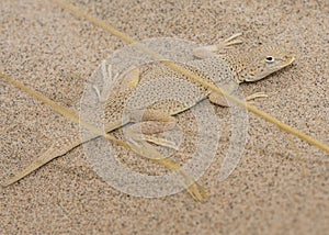 A mohave fringe toed lizard in front of its burrow at the Kelso Dunes in the Mojave National Preserve