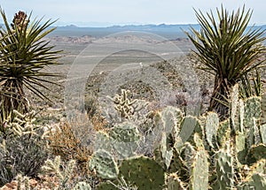 Mohave National Preserve, vast desert landscape