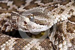 Mohave rattlesnake