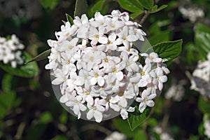 Mohawk viburnum flowers.