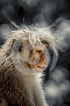 Mohican hair style Monkey sitting closeup image. dark background