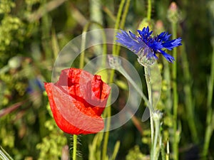 Mohn und Kornblumen auf einer Wiese in Rostock (Deutschland)