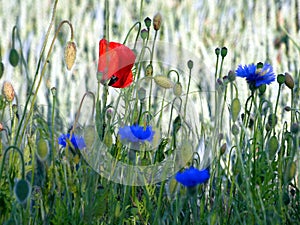 Mohn und Kornblumen auf einer Wiese in Rostock (Deutschland)