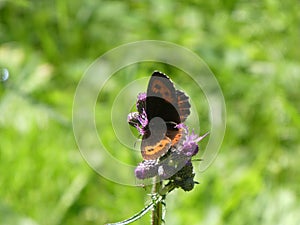 Mohr falter butterfly blossom of a thistle