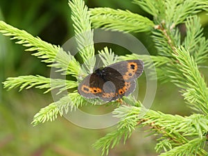 Mohr falter butterfly branch of a spruce tree