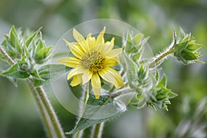 Mohrâs rosinweed Silphium mohrii, sulphur yellow flower and buds