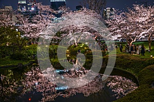 Mohri Garden of going to see cherry blossoms at night
