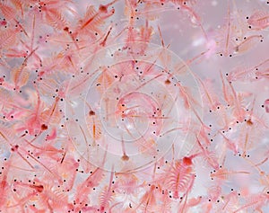 Moina macrocopa on white background