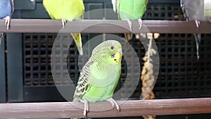 Moion of fancy parakeet in cage