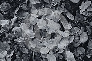 Moist autumn leaves - texture - black and white
