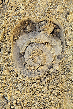 Moist Beach sand with bull hoof print