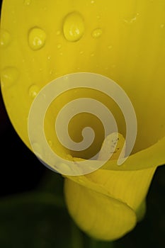 Moist Calla Lily