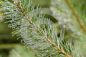 Moist pine tree leafs with water droplets.