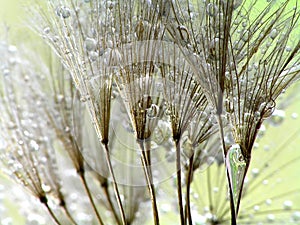 Moisture on dandelion