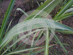 Moistures and water droplets on leaf of sugarcane