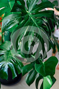 Moisturized Monstera green leaves or Monstera Deliciosa. Philodendron monstera textures