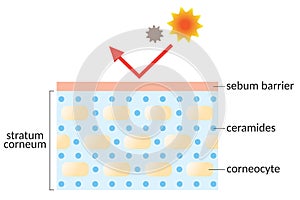 Moisturized skin layer with ceramides illustration. beauty and skin care concept