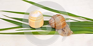 Moisturizing and anti-aging cream. yellow jar with a snail and green grass leaves on a white background, snail mucin cosmetics