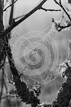 Moisty spiderweb