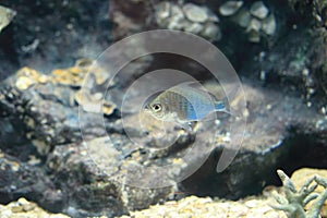 Mojarra or Silver biddy photo