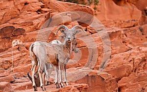 Mojave Desert Big Horn Sheep Ram