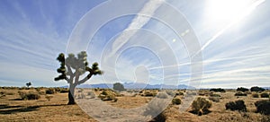 Mojave Desert Joshua Tree photo