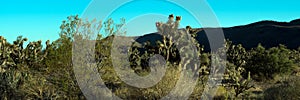 Panorama of native plants at dawn in the Mojave Desert of southern Nevada photo