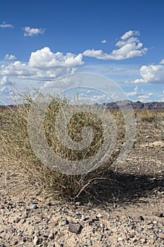 Mojave Desert Landscape, Nevada